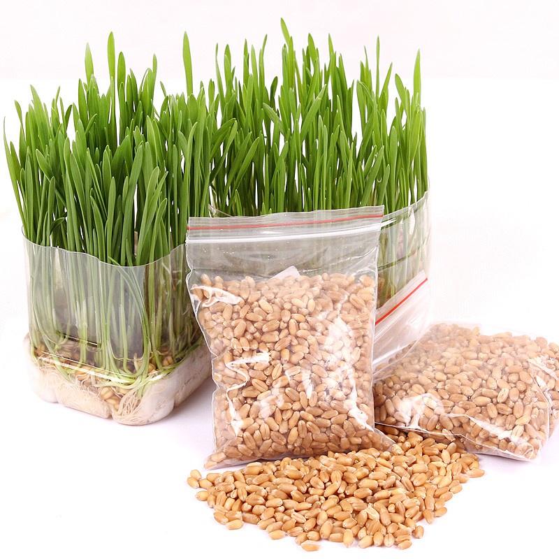 Hạt Giống Mầm Lúa Mạch KNS3416 - Gói 100 gram