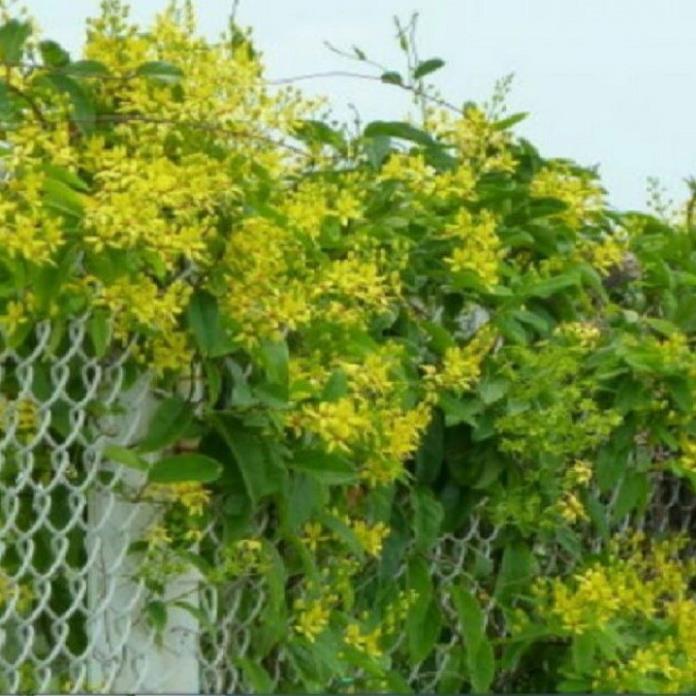 CHẬU HOA LEO HOÀNG YẾN VÀNG BẦU LỚN