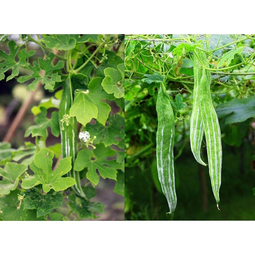 Hạt Giống Lặc Lày 2g Sai Quả, Sinh Trưởng Khỏe
