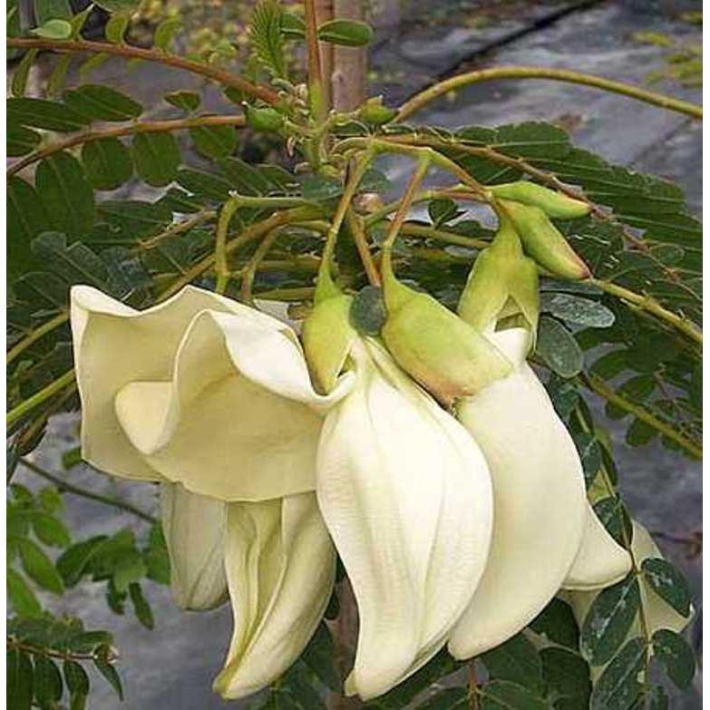 Hạt Giống So Đũa - 2gr