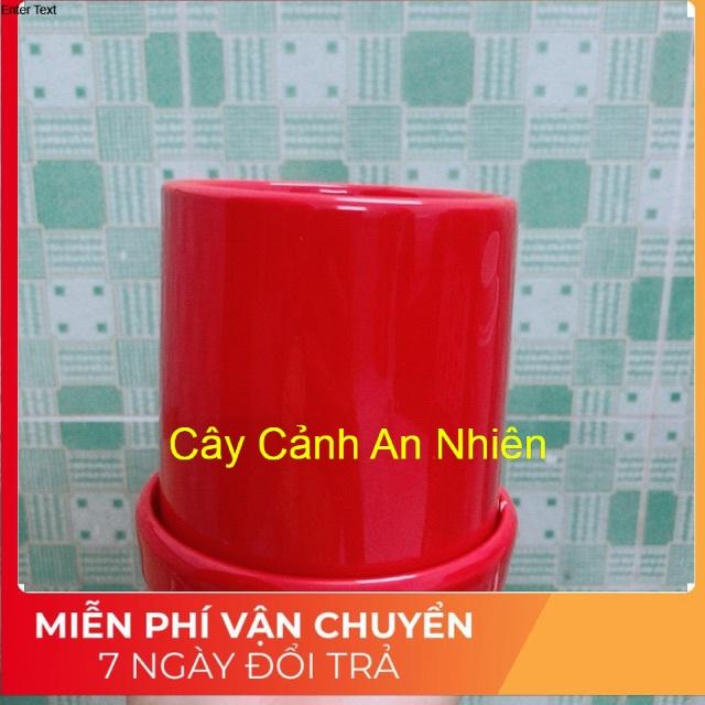 Chậu Trồng Cây