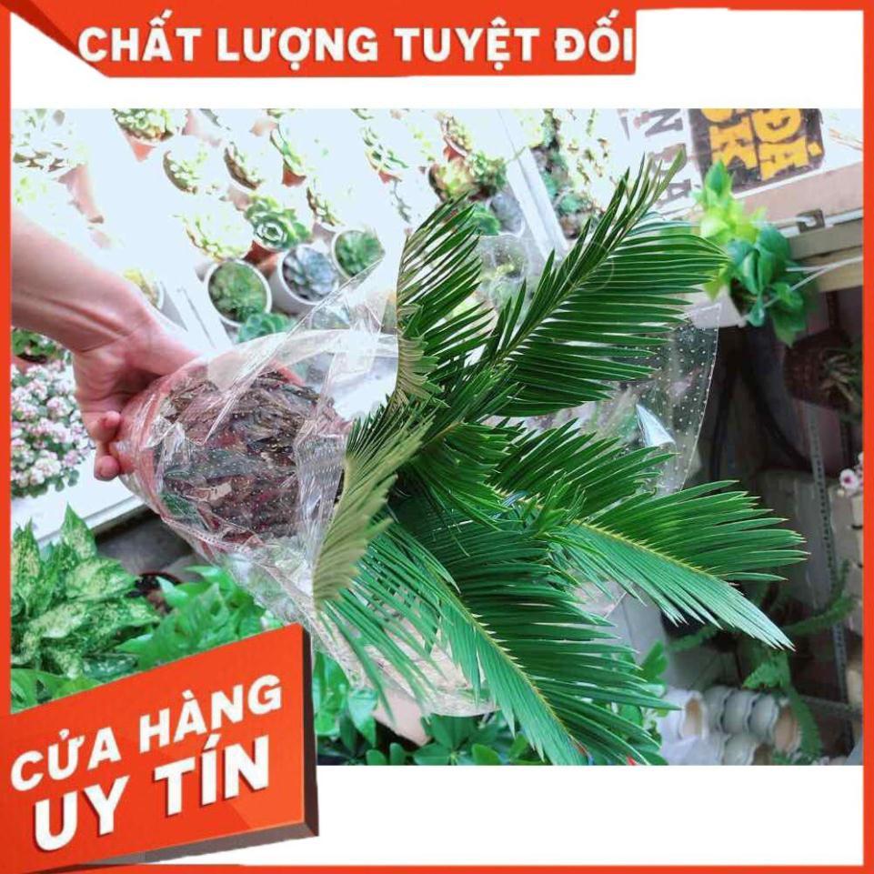 Cây vạn tuế Nhiều Người Mua
