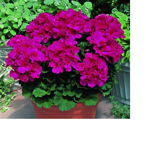 2 Gói Hạt Giống Hoa Phong Lữ Thảo