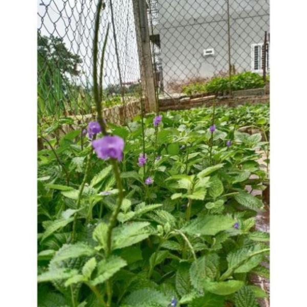 CHUẨN Combo 5 cây đuôi chuột hoa tím