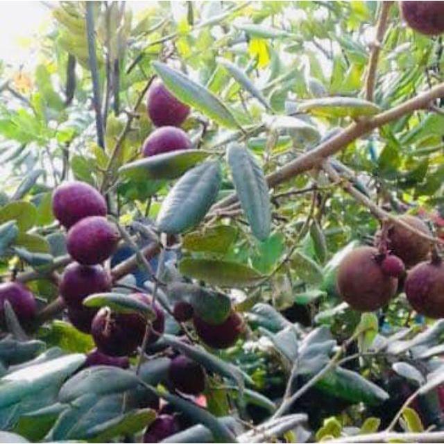CÂY GIỐNG NHÃN XUỒNG TÍM