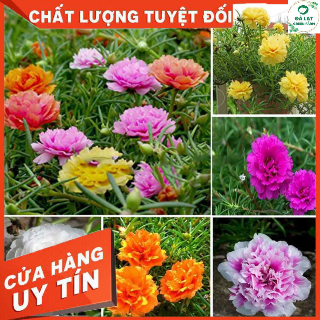 100H_HẠT GIỐNG HOA MƯỜI GIỜ MỸ KÉP (SIÊU NẢY MẦM)