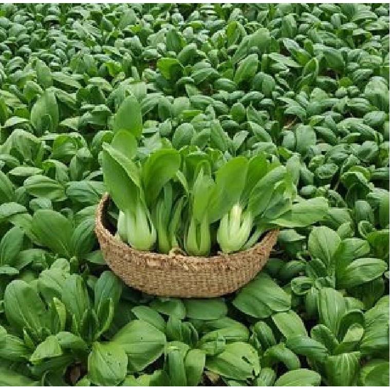 Hạt giống rau cải chip cao sản - 20 gr/gói
