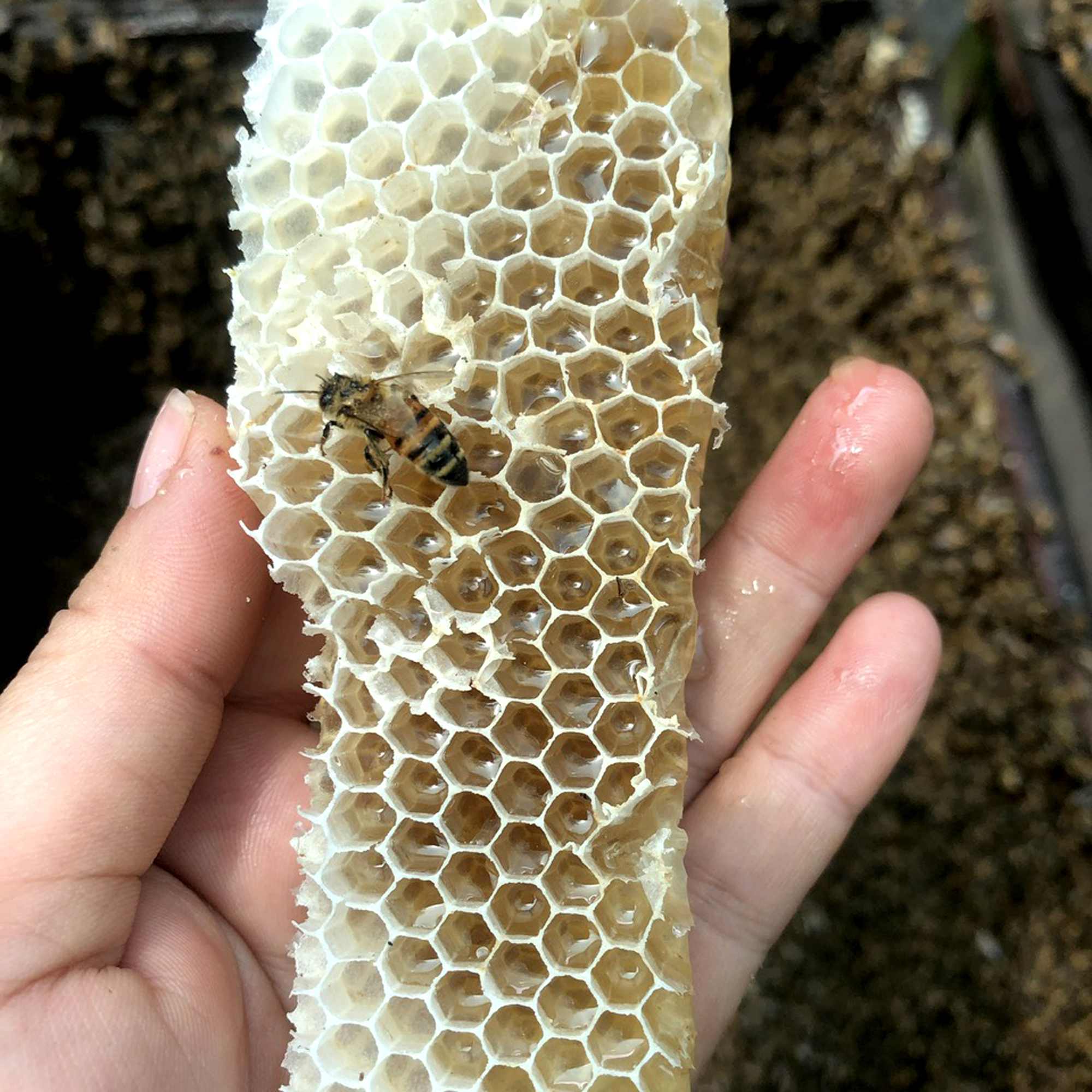 Nến Thơm Sáp Ong 90 giờ, thơm mật ong, làm sạch không khí, cải thiện hô hấp, giấc ngủ sâu, không độc tố.