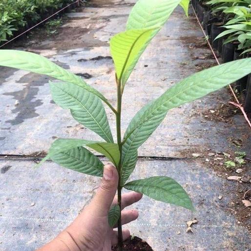 Hồng xiêm ruột đỏ khổng lồ cây giống nhập khẩu quả nặng hơn 1 cân