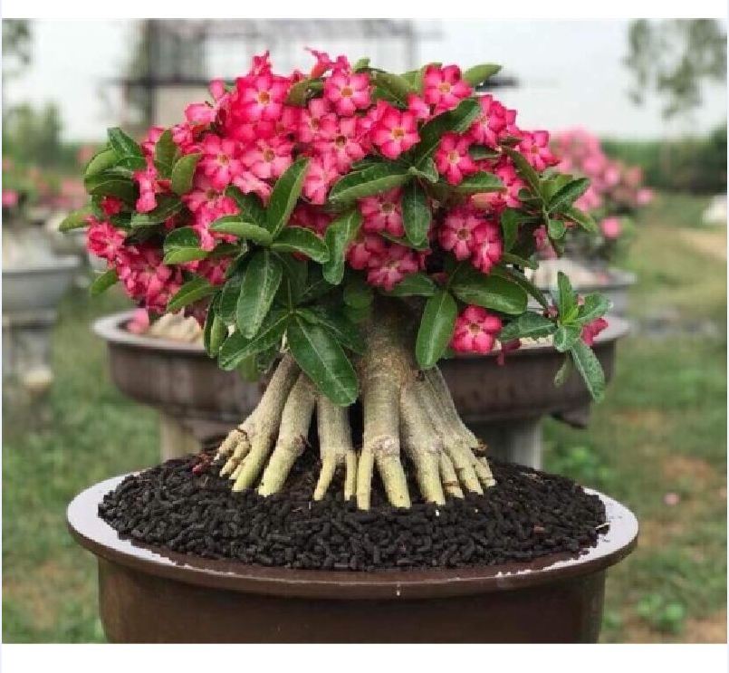 Hạt giống cây hoa sứ kim tự tháp - Gói 5 hạt/ kèm 3 viên nén xơ dừa ươm hạt