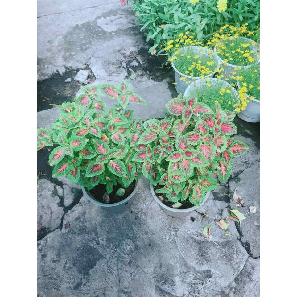 Chậu Lá Gấm Bán Chạy