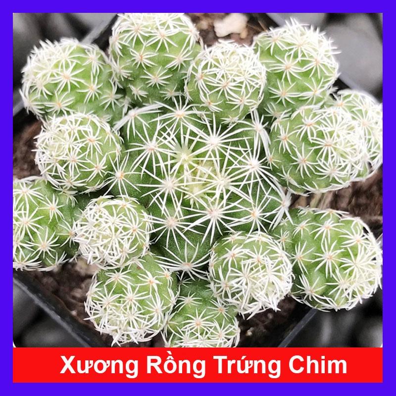 Xương Rồng Trứng Chim - cây cảnh mini