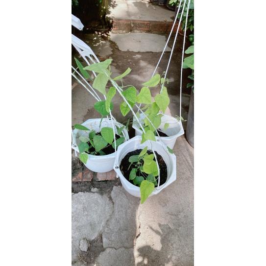 Chậu Sương Sâm