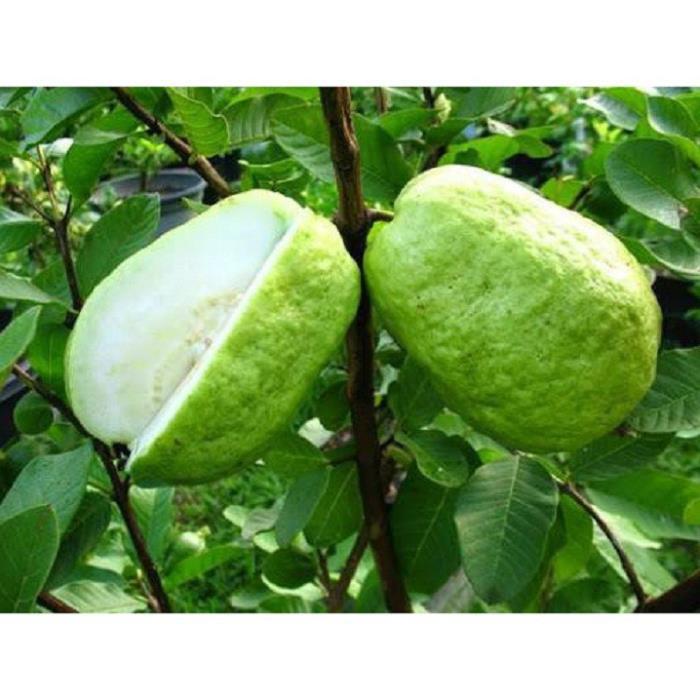 CÂY GIỐNG ỔI LÊ ĐÀI LOAN SIÊU NGON SIÊU QUẢ- CAM KÊT GIỐNG CHUẨN F1