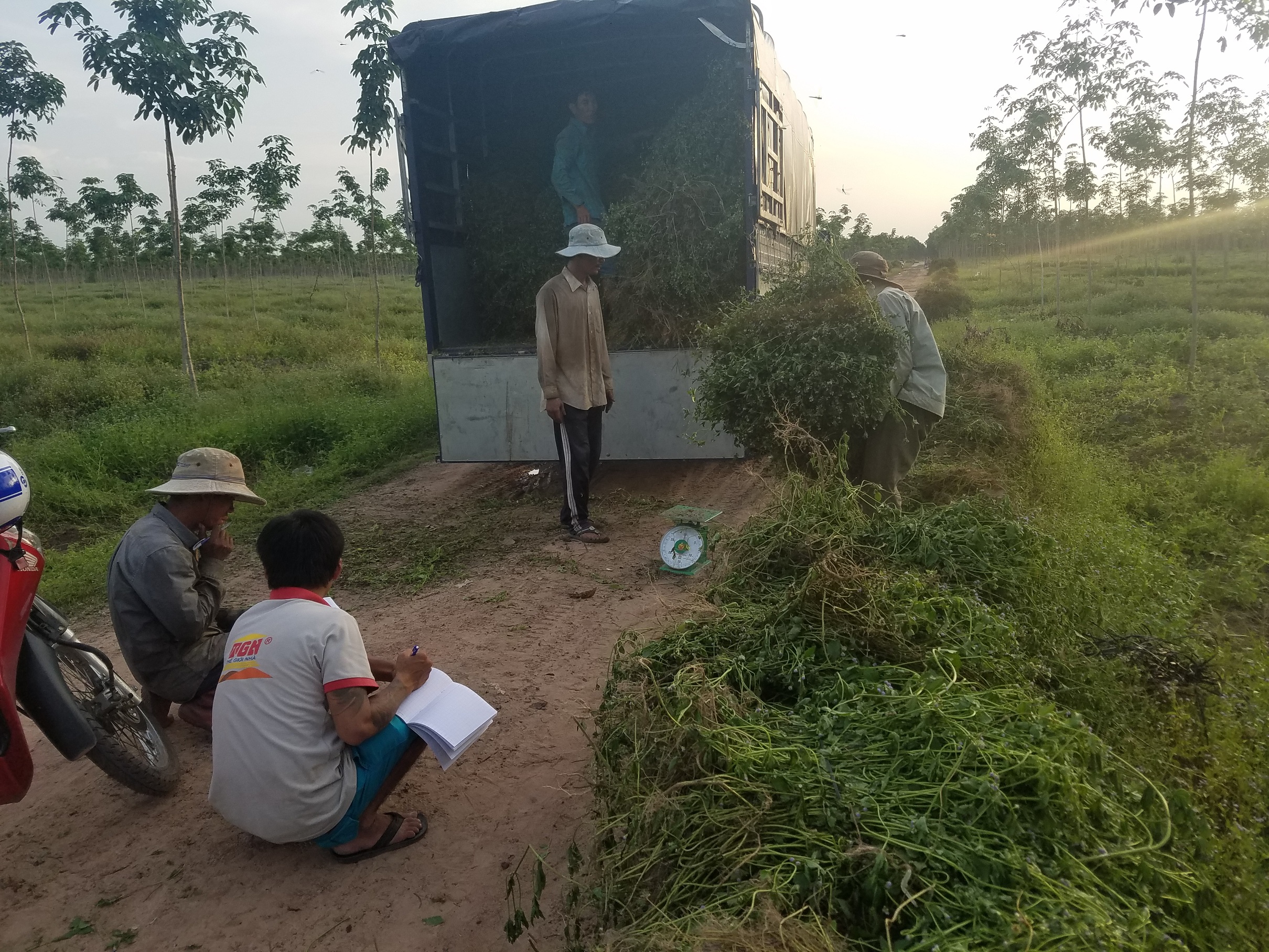 Tinh dầu hoa Ngũ Sắc (hoa cỏ hôi, hoa cứt lợn) 100ml Mộc Mây - tinh dầu nguyên chất từ thiên nhiên - Có kiểm định Bộ Y Tế, chất lượng và mùi hương vượt trội