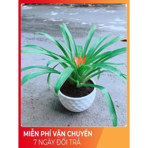 Chậu Phong Lộc Hoa