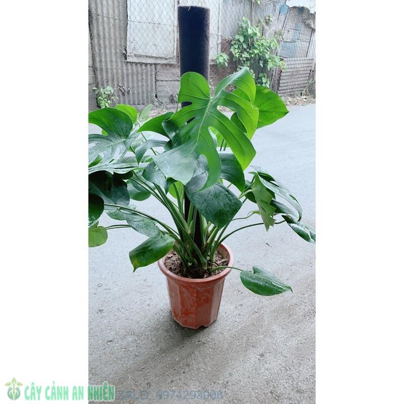 Trầu Bà Lá Rách Leo