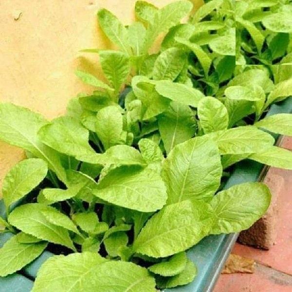 Hạt giống rau cải canh lá vàng cao sản KNS3405 - gói 10gram