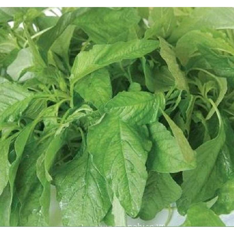 Hạt giống rau dền cơm dể trồng f1- Gói 20gram-tặng kèm gói phân bón lót