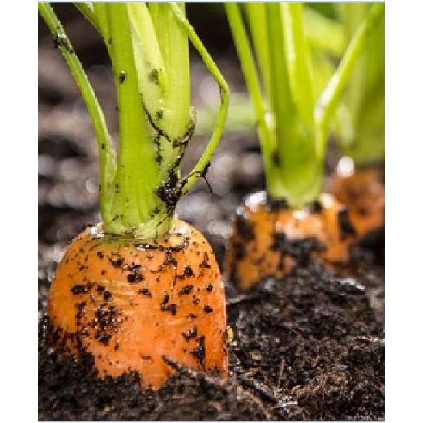 Hạt giống Cà rốt tí hon mini-gói 100 hạt-tặng kèm gói phân bón lót