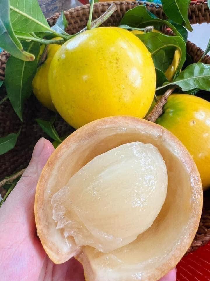 CÂY GIỐNG VÚ SỮA HOÀNG KIM trưởng thành bầu to khổng lồ .