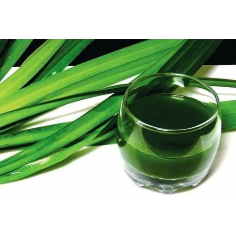 CÂY GIỐNG LÁ DỨA, LÁ NẾP