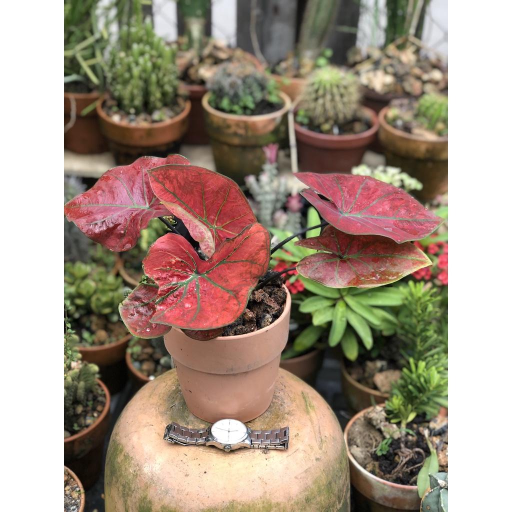 Chậu đất nung cây môn  đỏ chỉ giao TP. HCM