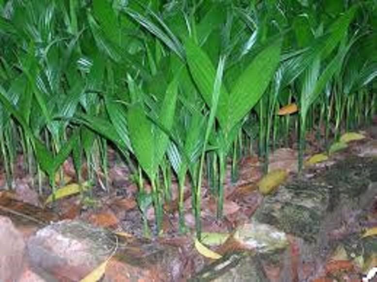 Cây giống CAU TỨ QUÝ - Giống chuẩn F1