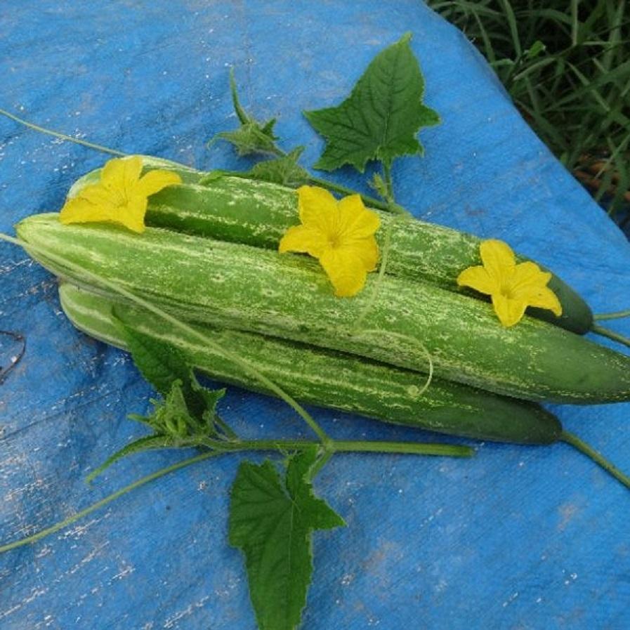 HẠT GIỐNG DƯA NẾP LAI GÓI 1G - TỶ LỆ NẢY MẦM CAO