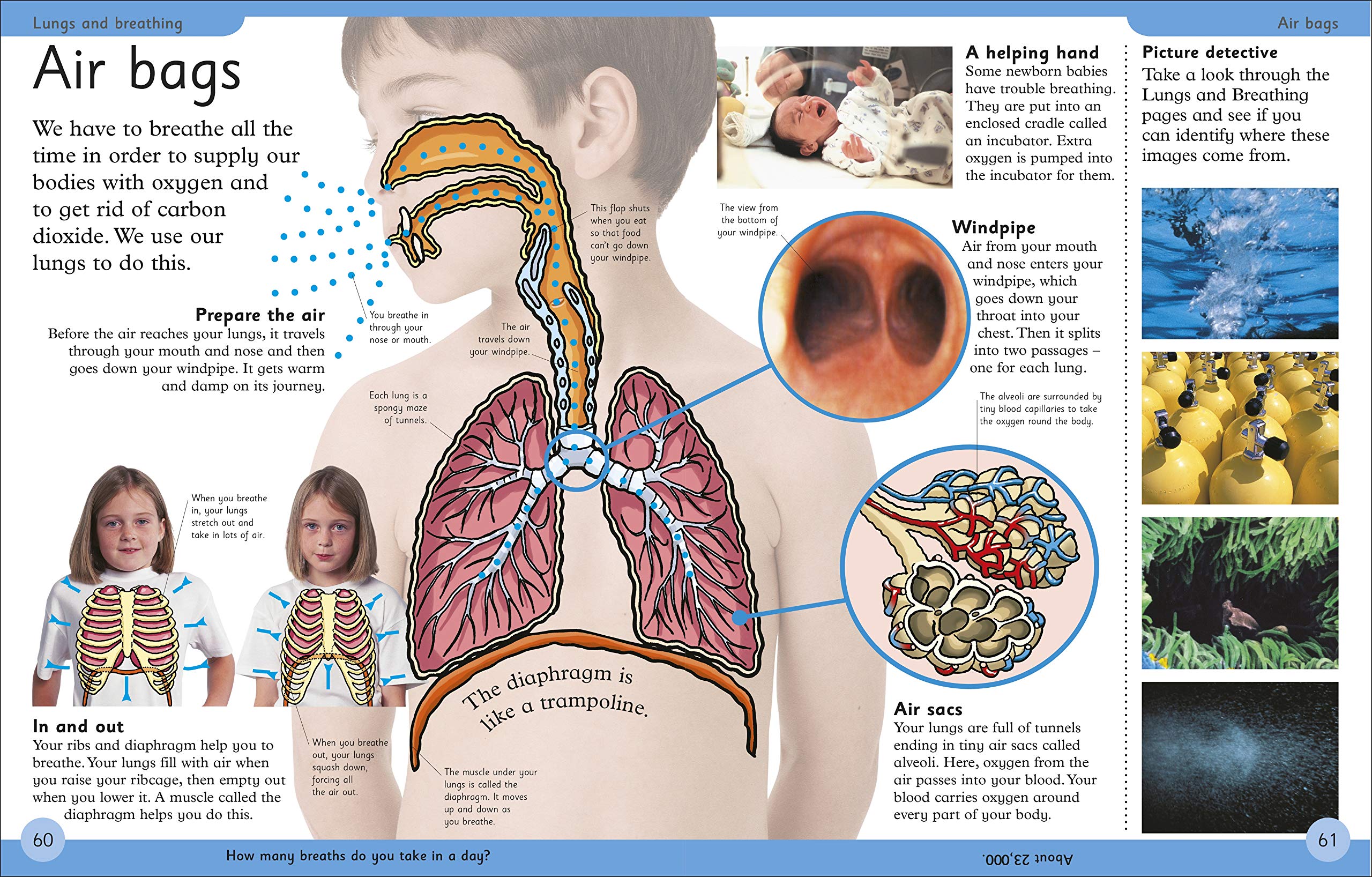 Sách First Human Body Encyclopedia