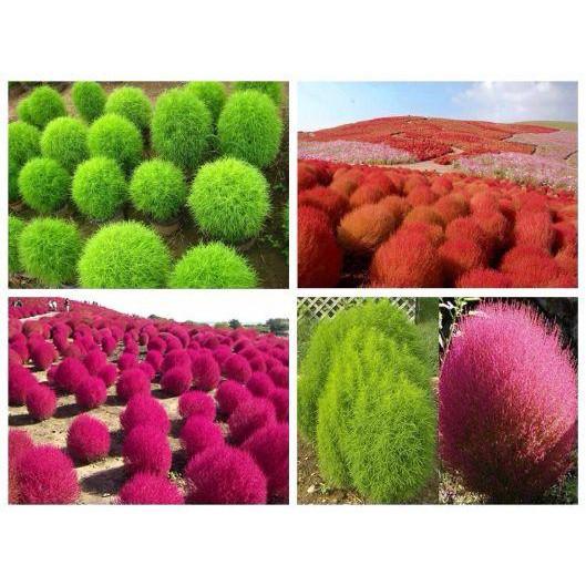 Hạt giống cỏ đổi màu