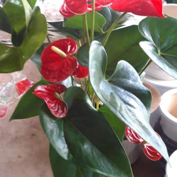 Sản phẩm CÂY HỒNG MÔN