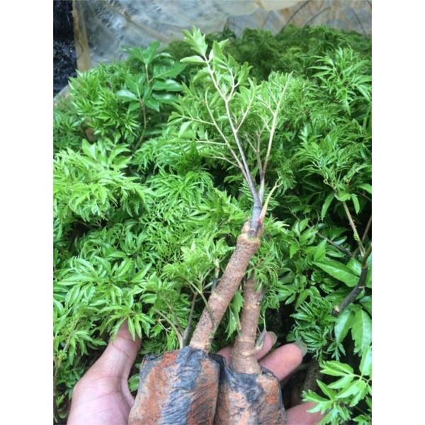 Combo 3 cây giống đinh lăng