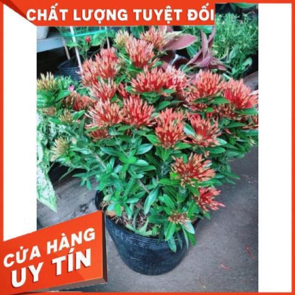 Chậu hoa trang thái màu đỏ