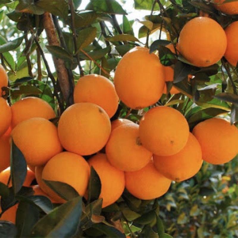 Cây cam Vinh quả to mọng nước rất sai quả, cây giống khoẻ mạnh dễ trồng(ảnh thật hình cuối)