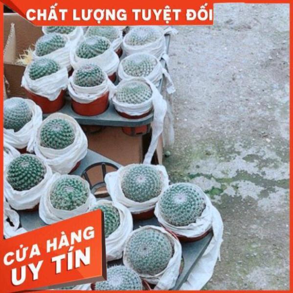 Xương rồng bánh sinh nhật