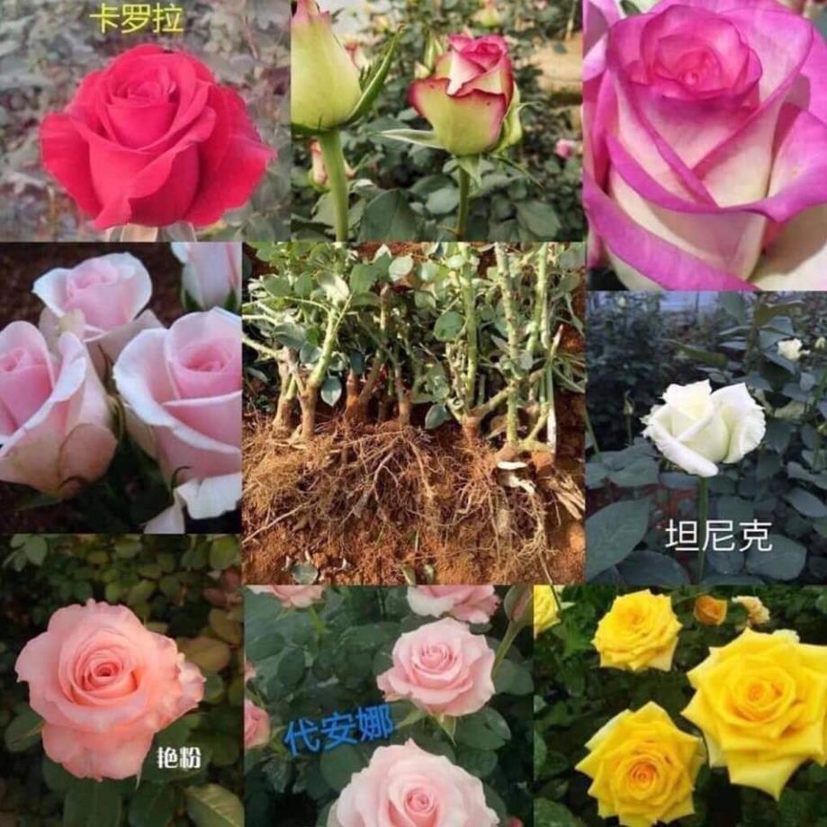 Hồng gốc ngoại giá rẻ