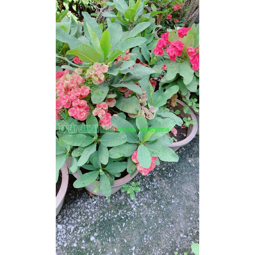 Chậu Xương Rồng Bát Tiên Lớn