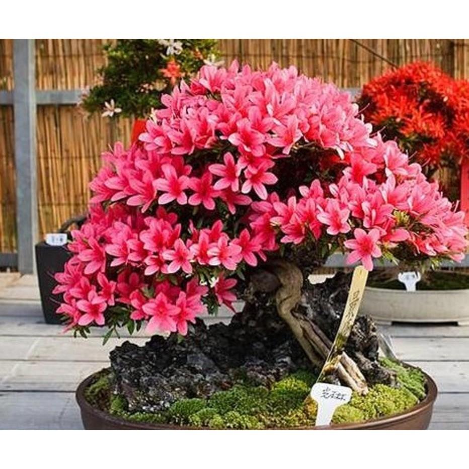 CÂY GIỐNG HOA ĐỖ QUYÊN NHẬT BẢN ĐỦ MÀU