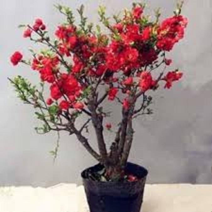 Mai Đỏ bonsai TỨ QUÝ CHẬU HOA QUANH NĂM SIÊU ĐẸP