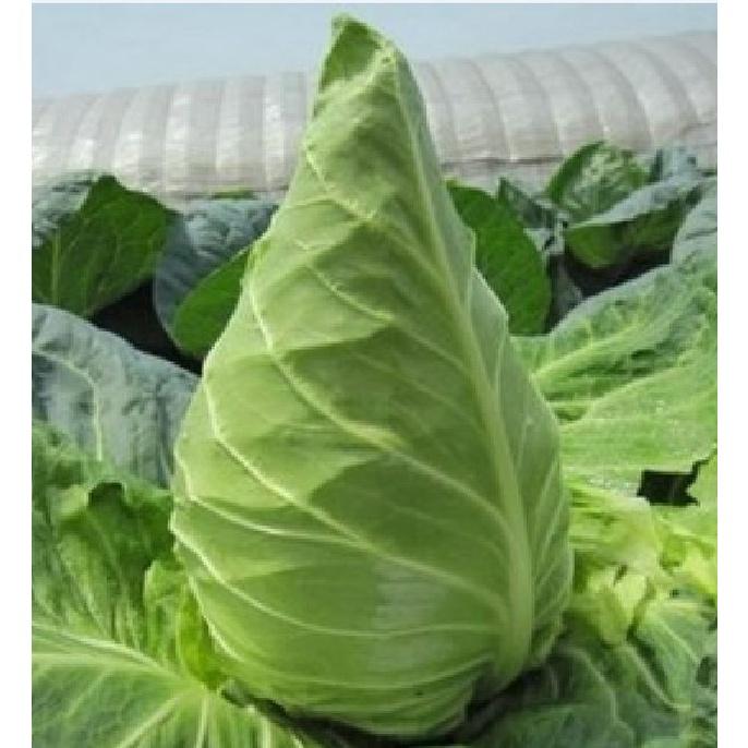 Hạt giống bắp cải trái tim xanh F1 KNS309 - Gói 30 hạt