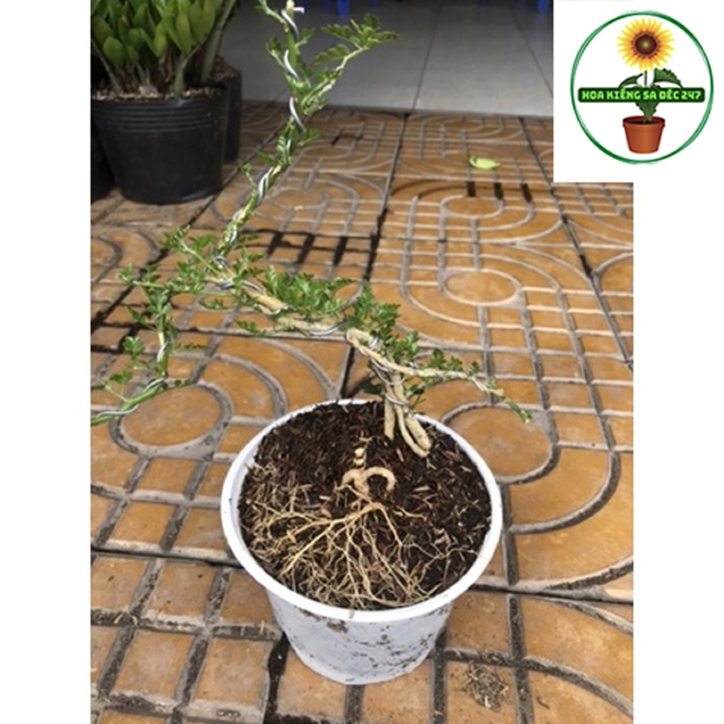 Cây cần thăng kiểng