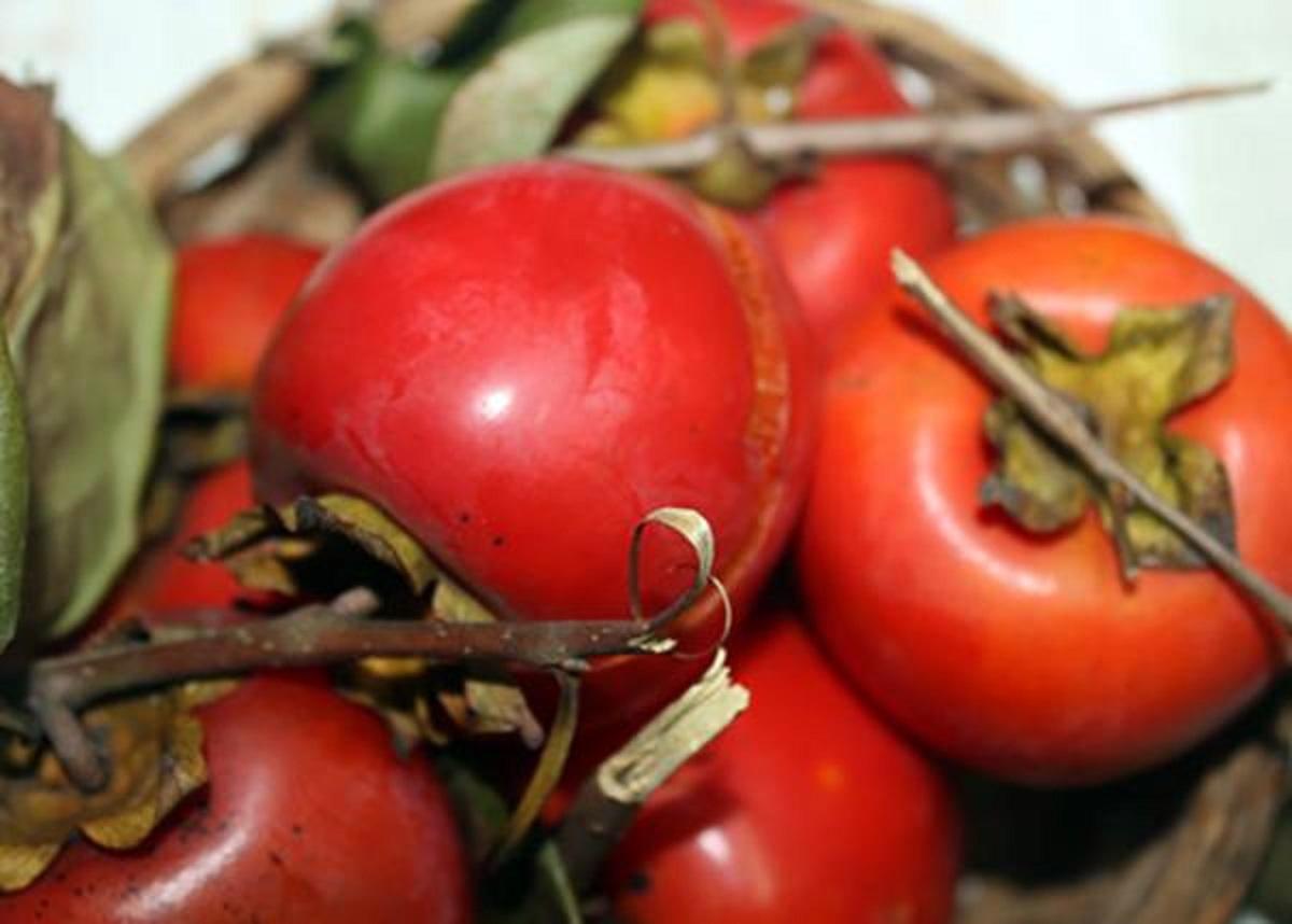 Cây HỒNG ĐỎ ghép