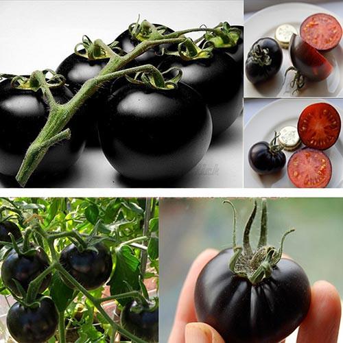 Hạt giống cà chua đen Mỹ 10 hạt/gói
