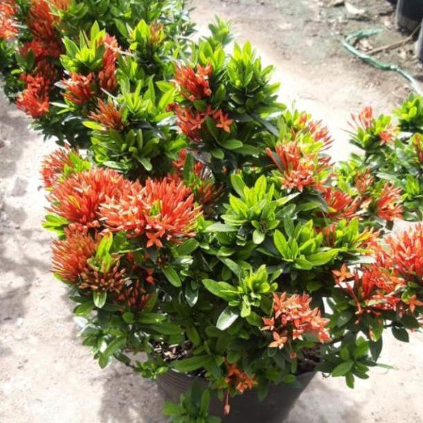 Mẫu đơn lá nhỏ