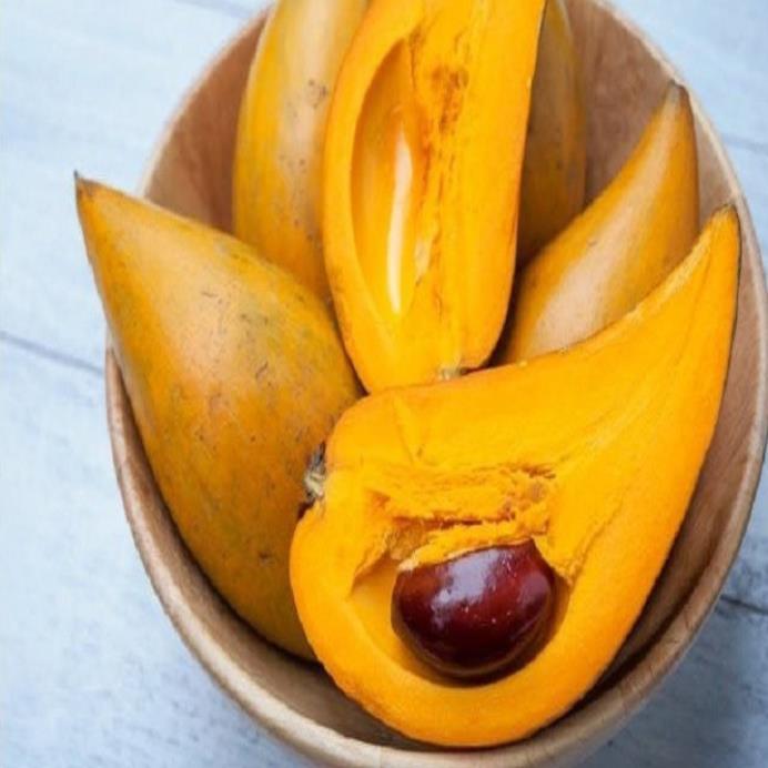 CÂY GIỐNG TRỨNG GÀ- LÊ KI MA
