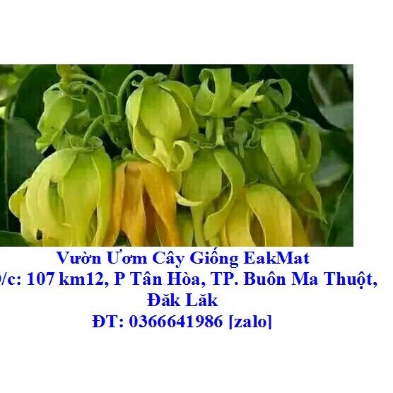 CÂY GIỐNG HOA DẺ VÀNG THƠM/ HOA HOÀNG LAN