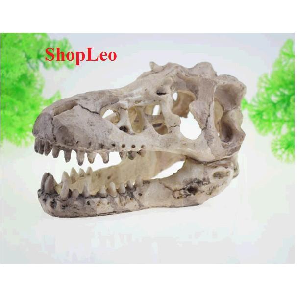 ĐẦU XƯƠNG KHỦNG LONG SIZE TO - HANG THỦY SINH