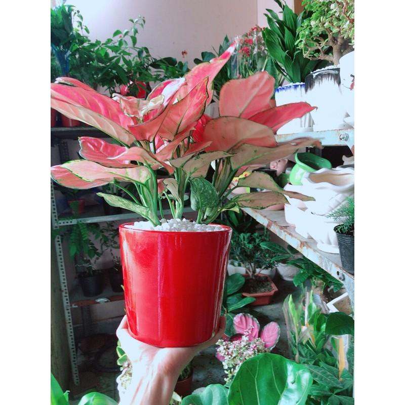 Chậu Cây Vạn Lộc Hồng Lớn