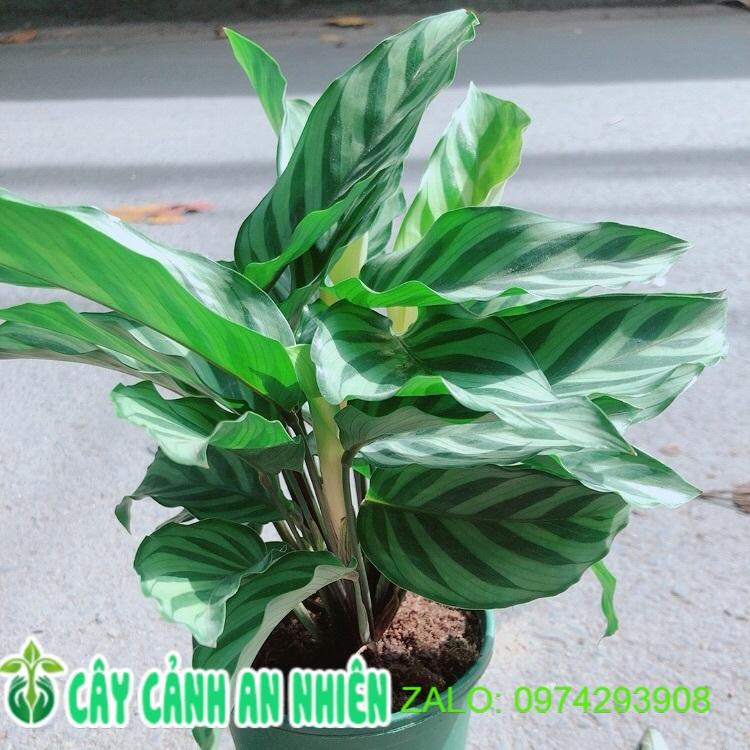 Đuôi Công Xanh Lá